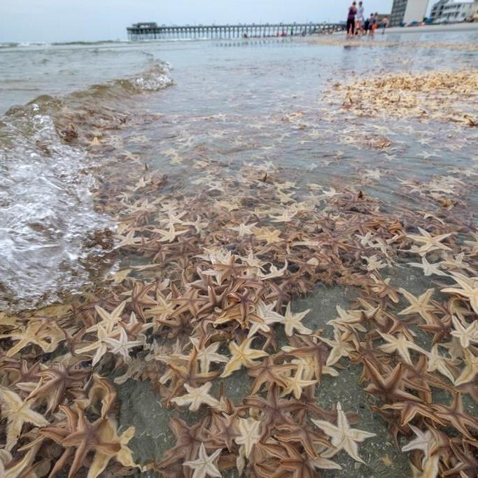 There's a hungry Arctic predator with a lot of arms that eats dead polar bears